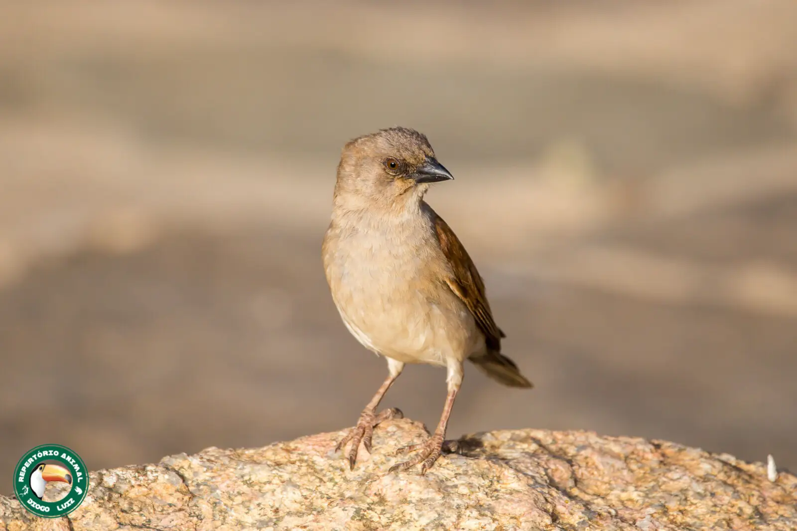 Golden-winged Grosbeak