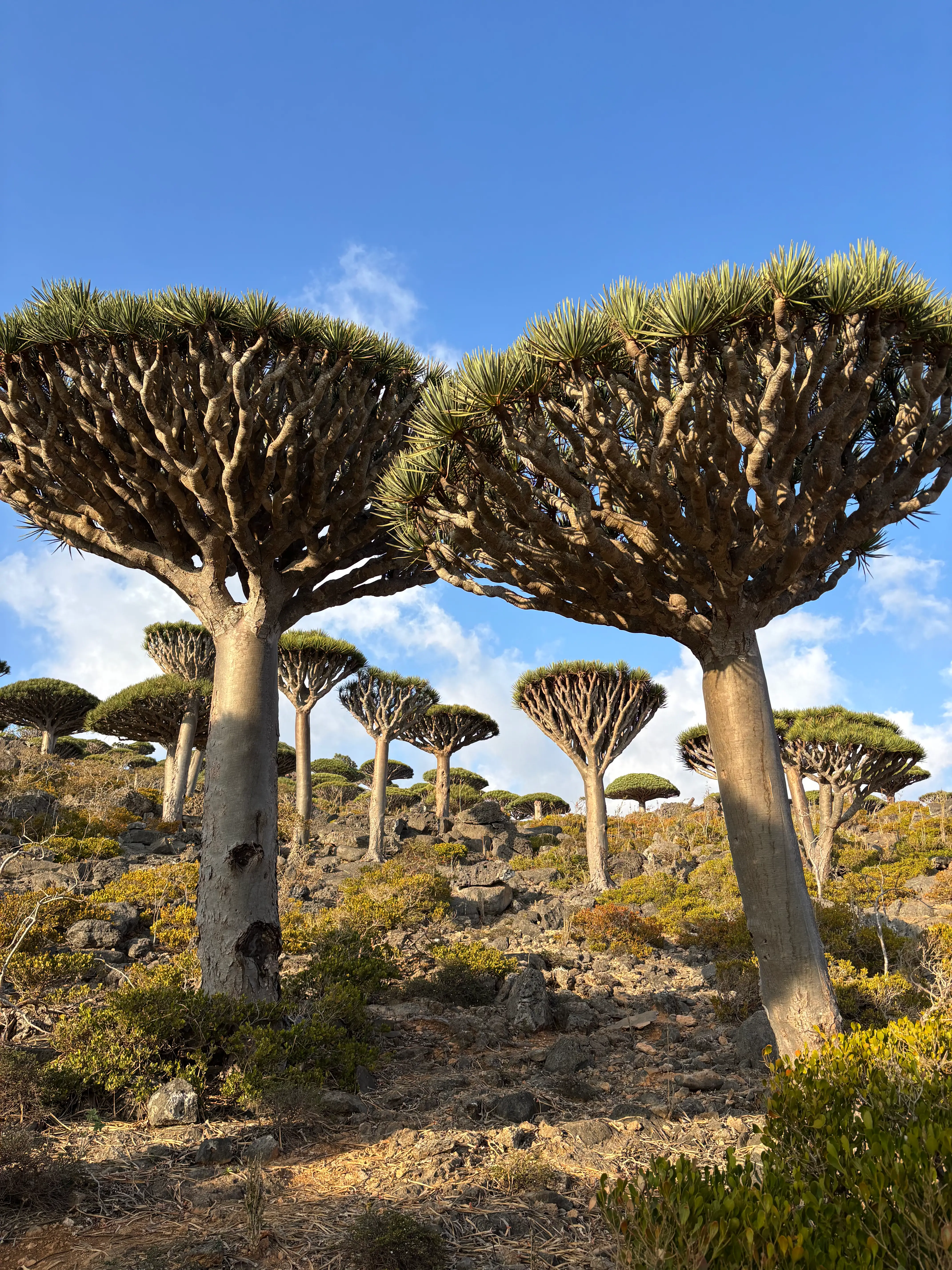 socotra nature Travel Team in Socotra Island