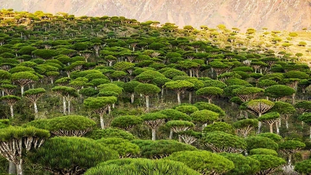 Douqeb & Dixsam Plateau