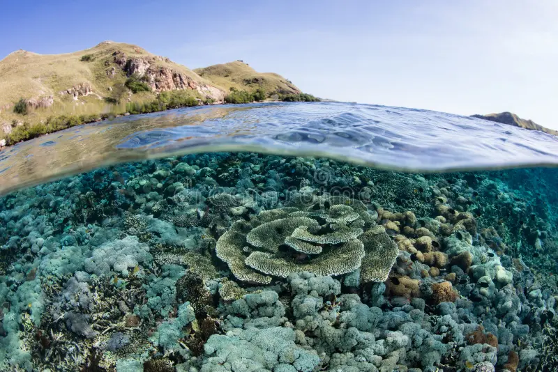 Snorkeling eco reef Socotra